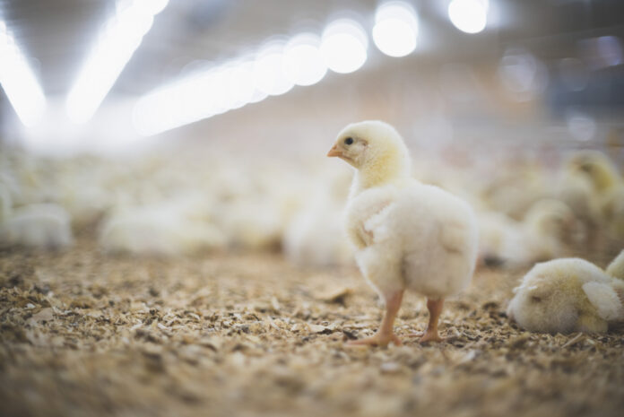 mipoultry.com