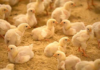 Kualitas Litter Ayam Broiler yang Dipelihara di Kandang Closed House pada Ketinggian Dataran yang Berbeda