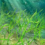 Rumput laut. (Sumber: ey-99.top)