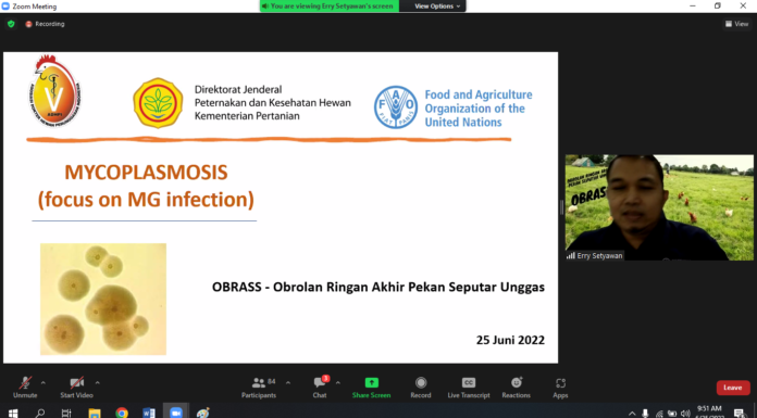 Mycoplasma tidak hanya menyerang saluran pernafasan, tetapi dapat menginfeksi saluran reproduksi khususnya pada sektor pembibitan yang berdampak pada kontaminasi mycoplasma pada DOC.