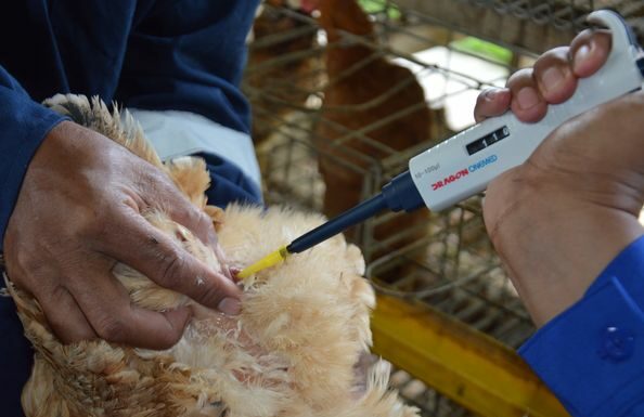 Proses pengambilan sperma ayam (Sumber - BPTU Sembawa)