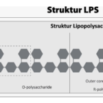 Gambar 1. Lipopolisakarida (LPS), endotoksin yang paling terkenal, terdapat pada membran luar bakteri Gram-negatif, seperti Salmonella dan E. coli.