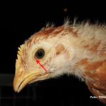 Pada infeksi Mikoplasma (Mg atau Ms) yang sangat dini, ayam menunjukkan gejala klinis depresi ringan yang disertai dengan adanya konjungtivitis (radang konjungtiva) akut. Pada foto tampak konjungtivitis berciri edema dan hiperkapilarisasi konjungtiva terutama terlihat pada area canthus medialis mata (sudut mata).