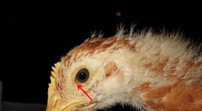 Pada infeksi Mikoplasma (Mg atau Ms) yang sangat dini, ayam menunjukkan gejala klinis depresi ringan yang disertai dengan adanya konjungtivitis (radang konjungtiva) akut. Pada foto tampak konjungtivitis berciri edema dan hiperkapilarisasi konjungtiva terutama terlihat pada area canthus medialis mata (sudut mata).