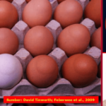Walaupun mekanisme terjadinya EAA belum diketahui secara rinci, namun Eggshell Apex Abnormalities (EAA) merupakan gejala khas (patognomonik) untuk infeksi Mycoplasma synoviae (Ms) pa
