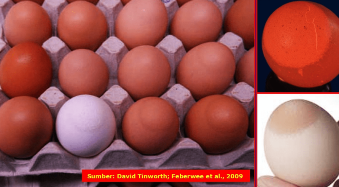 Walaupun mekanisme terjadinya EAA belum diketahui secara rinci, namun Eggshell Apex Abnormalities (EAA) merupakan gejala khas (patognomonik) untuk infeksi Mycoplasma synoviae (Ms) pada ayam tipe petelur (ayam bibit/breeder maupun ayam petelur komersial).