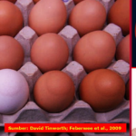 Walaupun mekanisme terjadinya EAA belum diketahui secara rinci, namun Eggshell Apex Abnormalities (EAA) merupakan gejala khas (patognomonik) untuk infeksi Mycoplasma synoviae (Ms) pada ayam tipe petelur (ayam bibit/breeder maupun ayam petelur komersial).