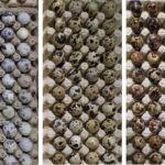 Perbedaan warna kerabang telur puyuh dari kiri ke kanan; kerabang warna putih dan sedikit bintik; Kerabang warna coklat muda dan sedikit bintik; Kerabang warna coklat tua dan penuh bintik.