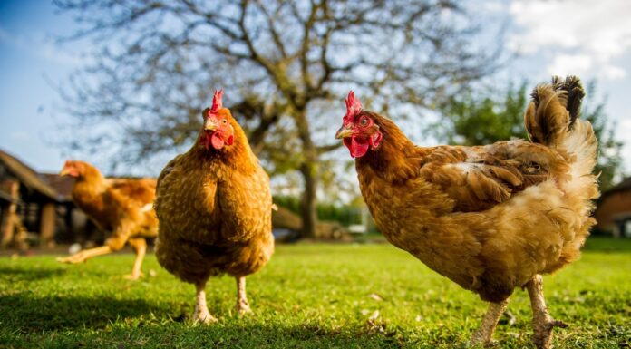 (Sumber: onegreenplanet.org)