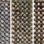 Perbedaan warna kerabang telur puyuh dari kiri ke kanan; kerabang warna putih dan sedikit bintik; Kerabang warna coklat muda dan sedikit bintik; Kerabang warna coklat tua dan penuh bintik.