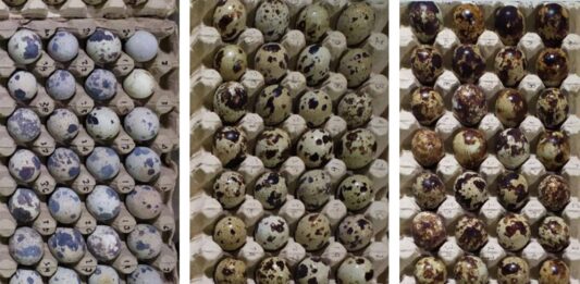 Perbedaan warna kerabang telur puyuh dari kiri ke kanan; kerabang warna putih dan sedikit bintik; Kerabang warna coklat muda dan sedikit bintik; Kerabang warna coklat tua dan penuh bintik.
