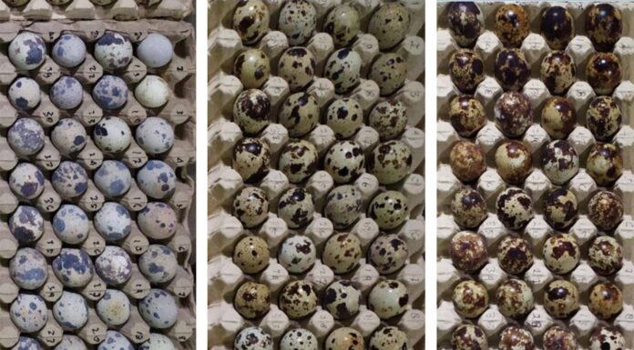 Perbedaan warna kerabang telur puyuh dari kiri ke kanan; kerabang warna putih dan sedikit bintik; Kerabang warna coklat muda dan sedikit bintik; Kerabang warna coklat tua dan penuh bintik.