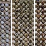 Perbedaan warna kerabang telur puyuh dari kiri ke kanan; kerabang warna putih dan sedikit bintik; Kerabang warna coklat muda dan sedikit bintik; Kerabang warna coklat tua dan penuh bintik.