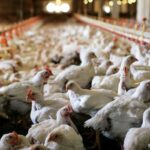 chickens_TEM1290_20191101173430_theedgemarkets_0_7
