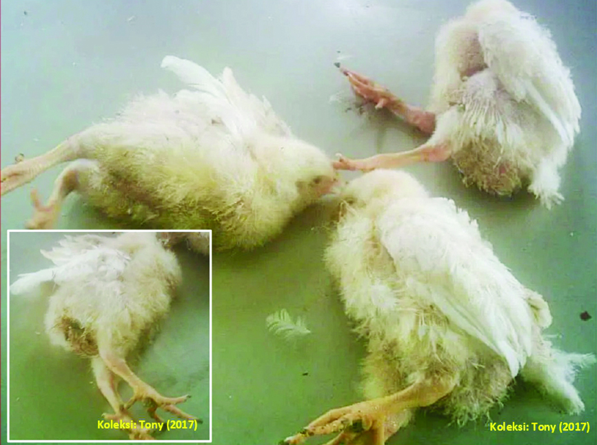 Serangan Tremovirus (penyebab Avian Encephalomyelitis alias AE) pada ayam muda (umur < 6 minggu), selain adanya gejala saraf yang variatif juga menunjukkan gangguan pertumbuhan dan keseragaman ayam serta gangguan kualitas bulu karena adanya gangguan nutrient intake dan nutrient balance akibat kerusakan jaringan pankreas. Feses ayam yang menderita AE biasanya agak lengket dan mengandung bahan pakan yang tidak tercerna (cloacal pasting yang disertai fenomena sindroma malabsorbsi).