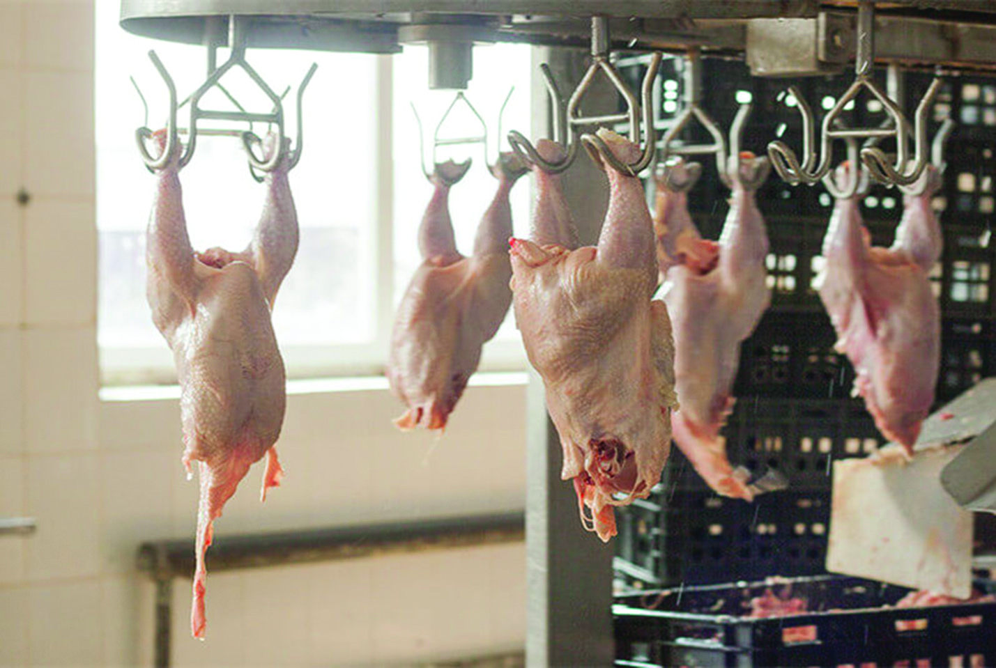 Untuk meningkatkan efisiensi karkas unggas harus semakin dekat dengan masyarakat.