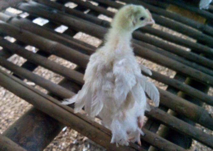 foto ayam kerdil-1