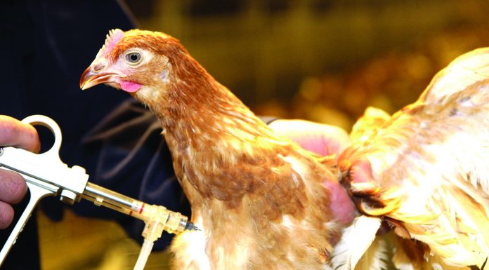 Pentingnya Vaksinasi untuk Cegah Penyakit Marek