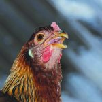 Gambar 2 Kondisi ketika ayam panting (sumber poultry.extension.org)