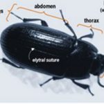 Gambar 2 Penampakan kutu frengki