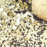 Kutu frengki (Sumber Magno Borges)