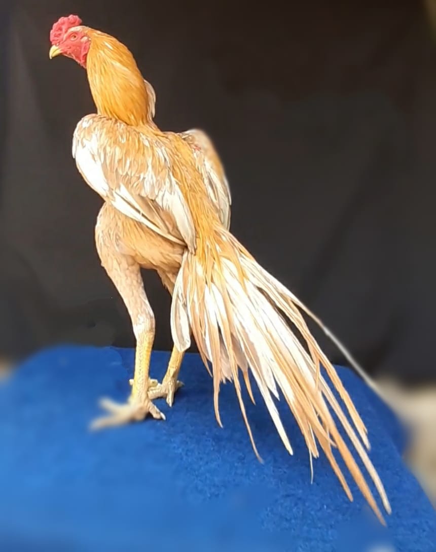 Gambar 2 Terlihat ekor lidi yang memiliki karakter kaku dan daun lebar ...