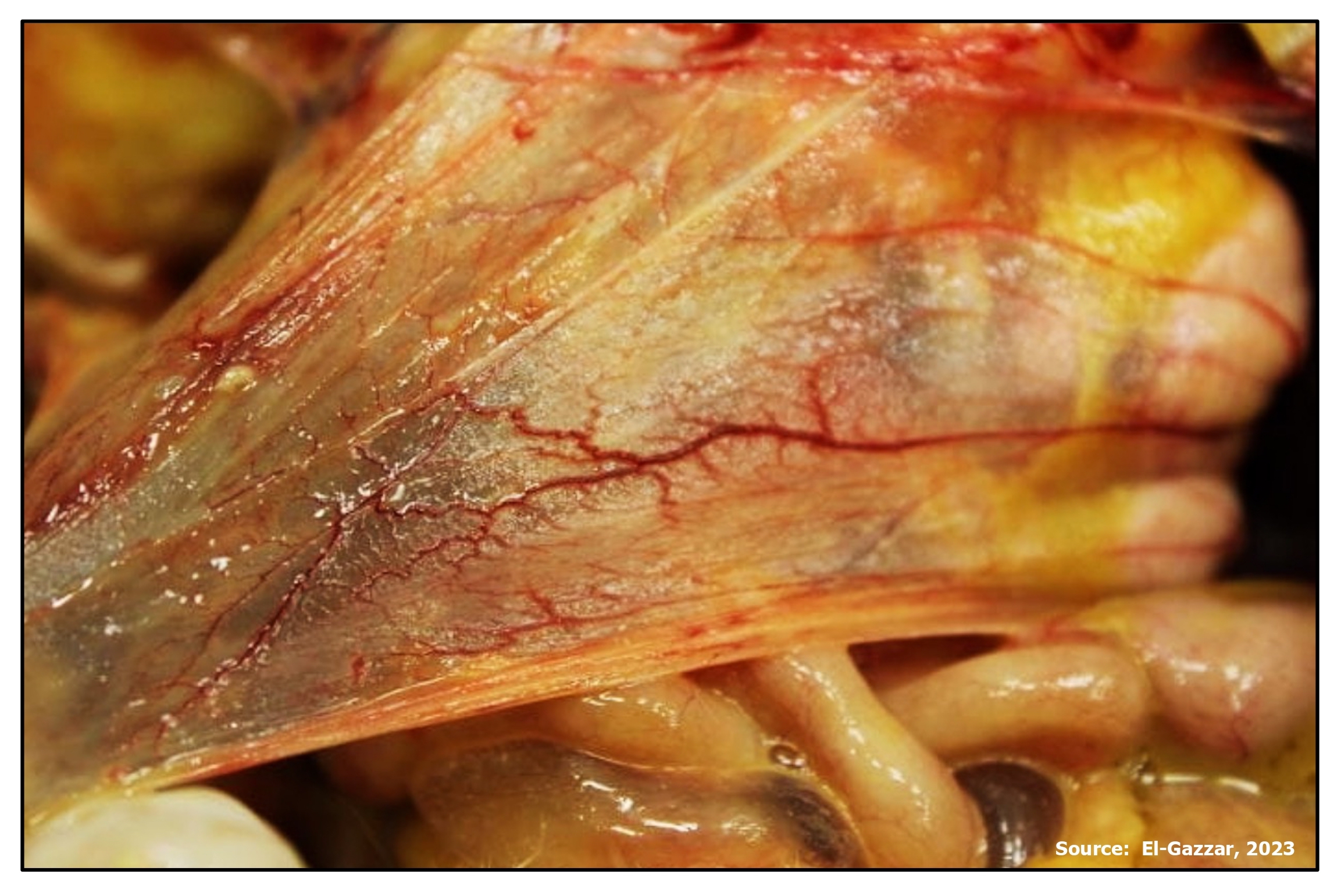 Airsacculitis, Port d’entry Septisemia