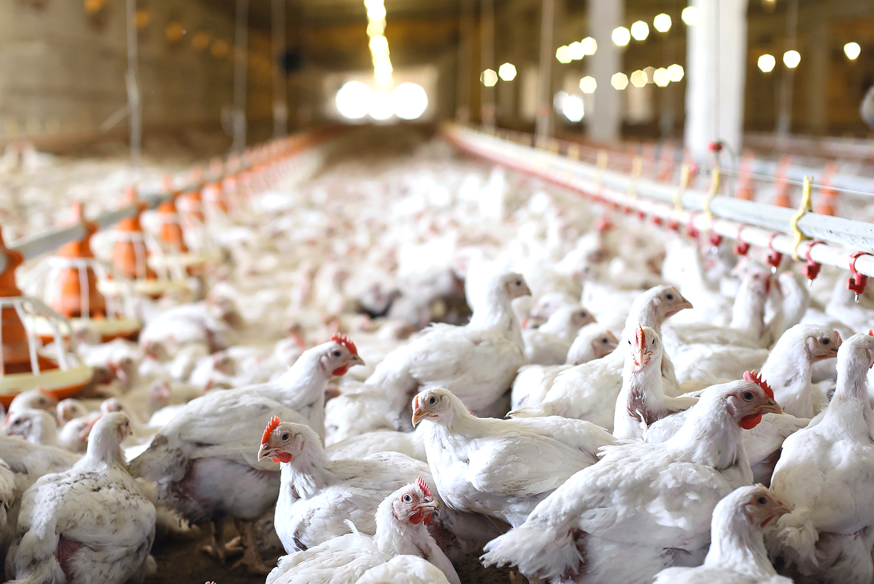 Mewaspadai Dampak Suhu Panas pada Pemeliharaan Ayam Ras