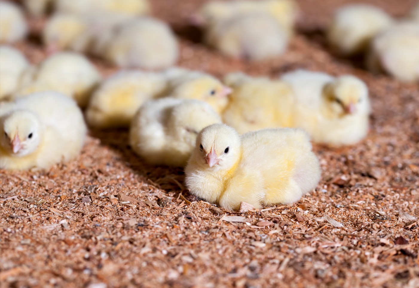 Mewaspadai Kasus-Kasus Penyakit pada Masa Brooding