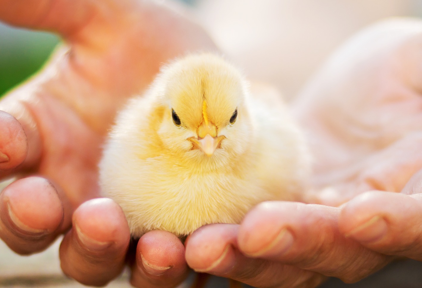 Brooding Maksimal, Performa Ayam Optimal