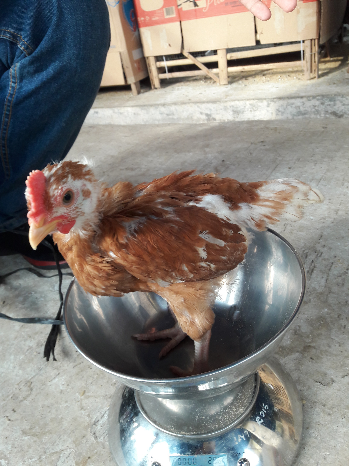 Persentase Potongan Karkas dan Komposisi Kimiawi Daging Ayam Unggul Unila-1, Ayam Broiler, dan Ayam Kampung