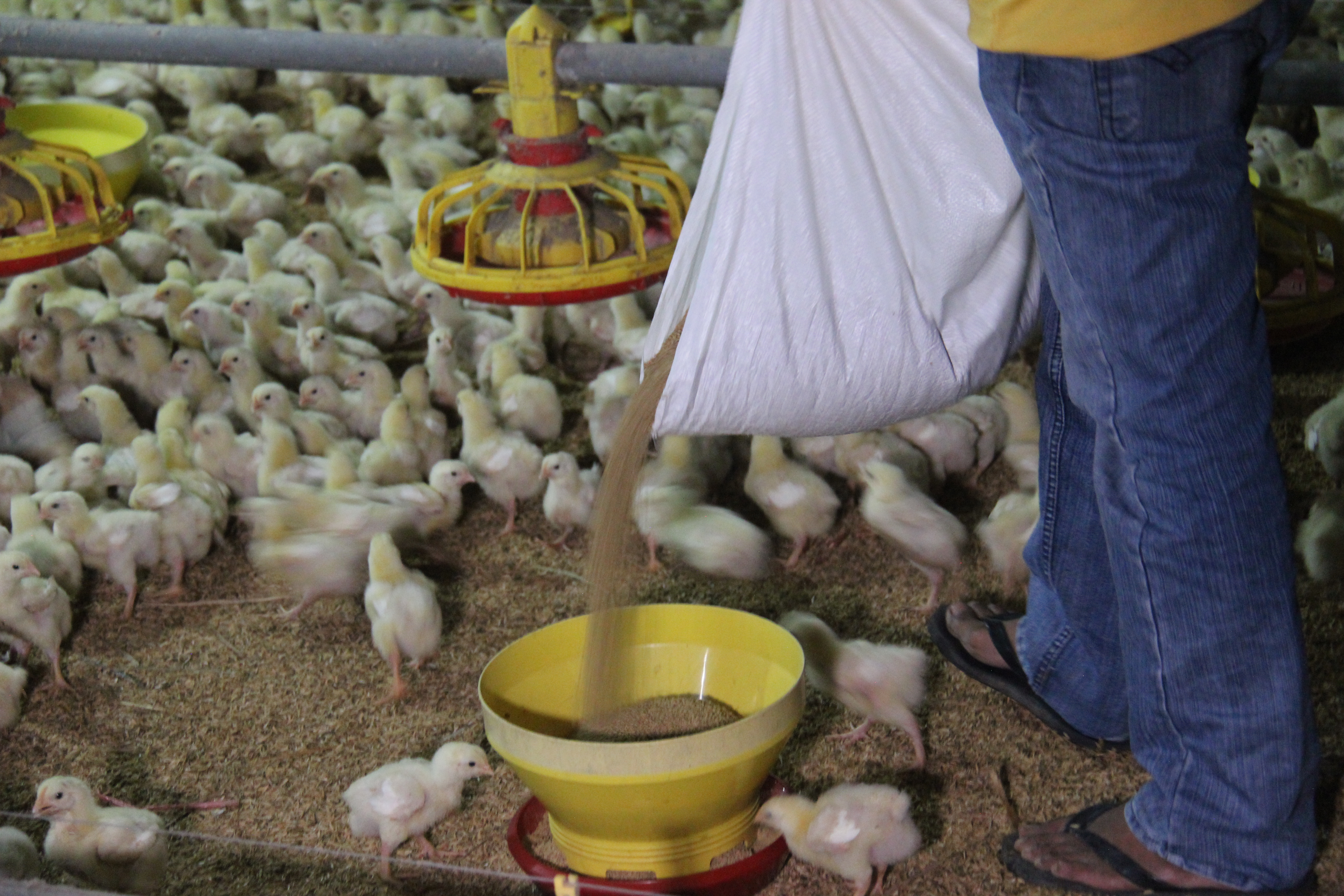Menjaga Kesehatan Ayam pada Musim Pancaroba