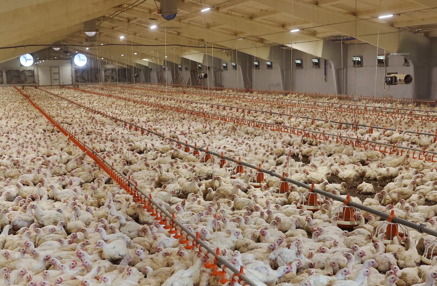 Seputar Manajemen Perkandangan Broiler