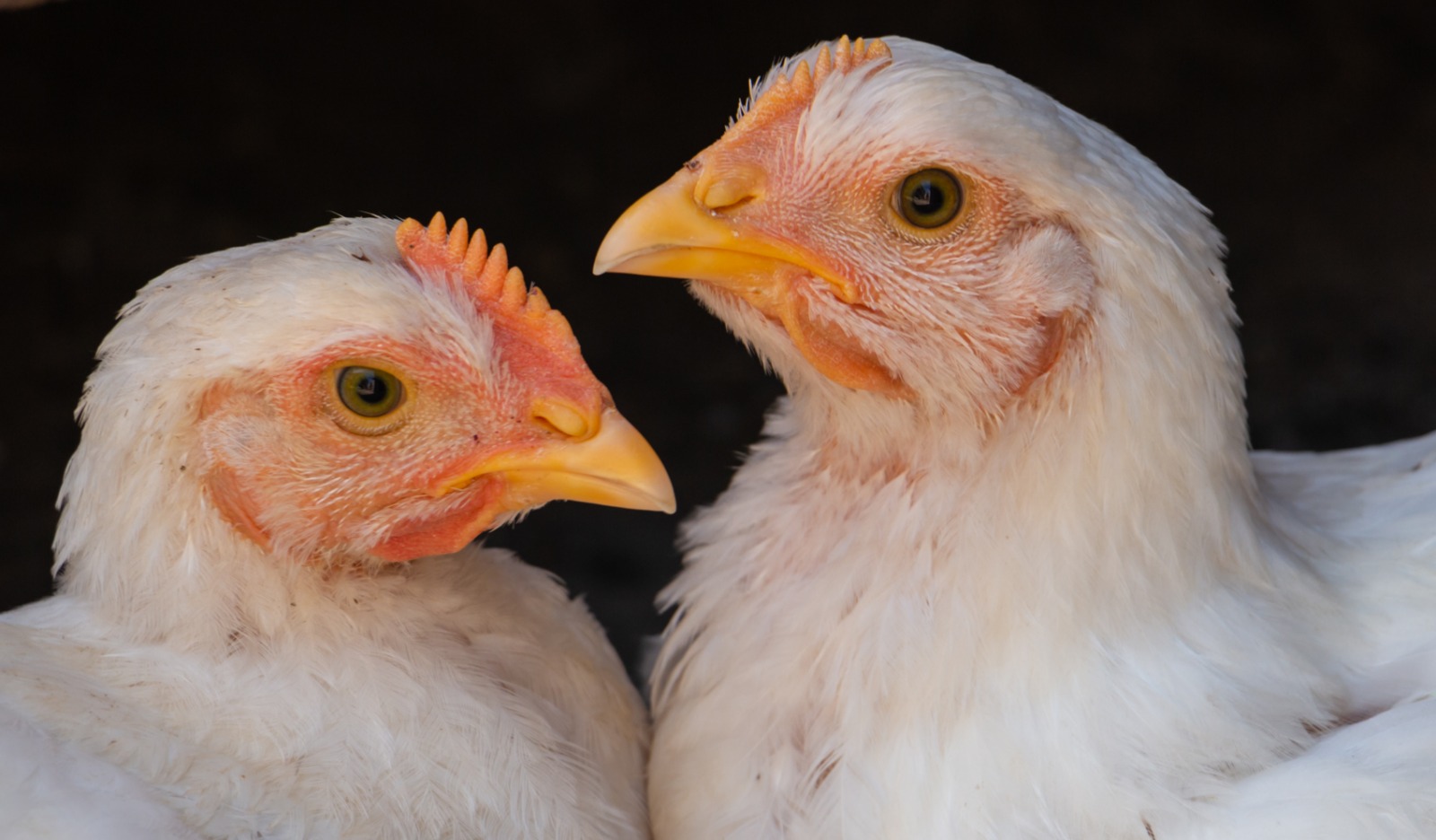 Strategi Program Vaksinasi pada Ayam Ras