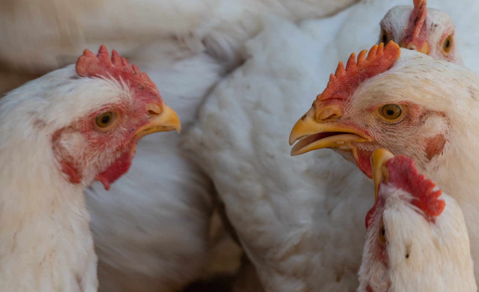 Kunci Sukses Vaksinasi Unggas