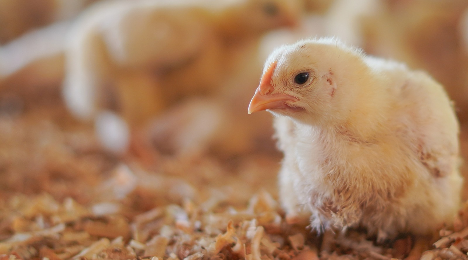 Mewaspadai Ancaman Penyakit Necrotic Enteritis (NE)