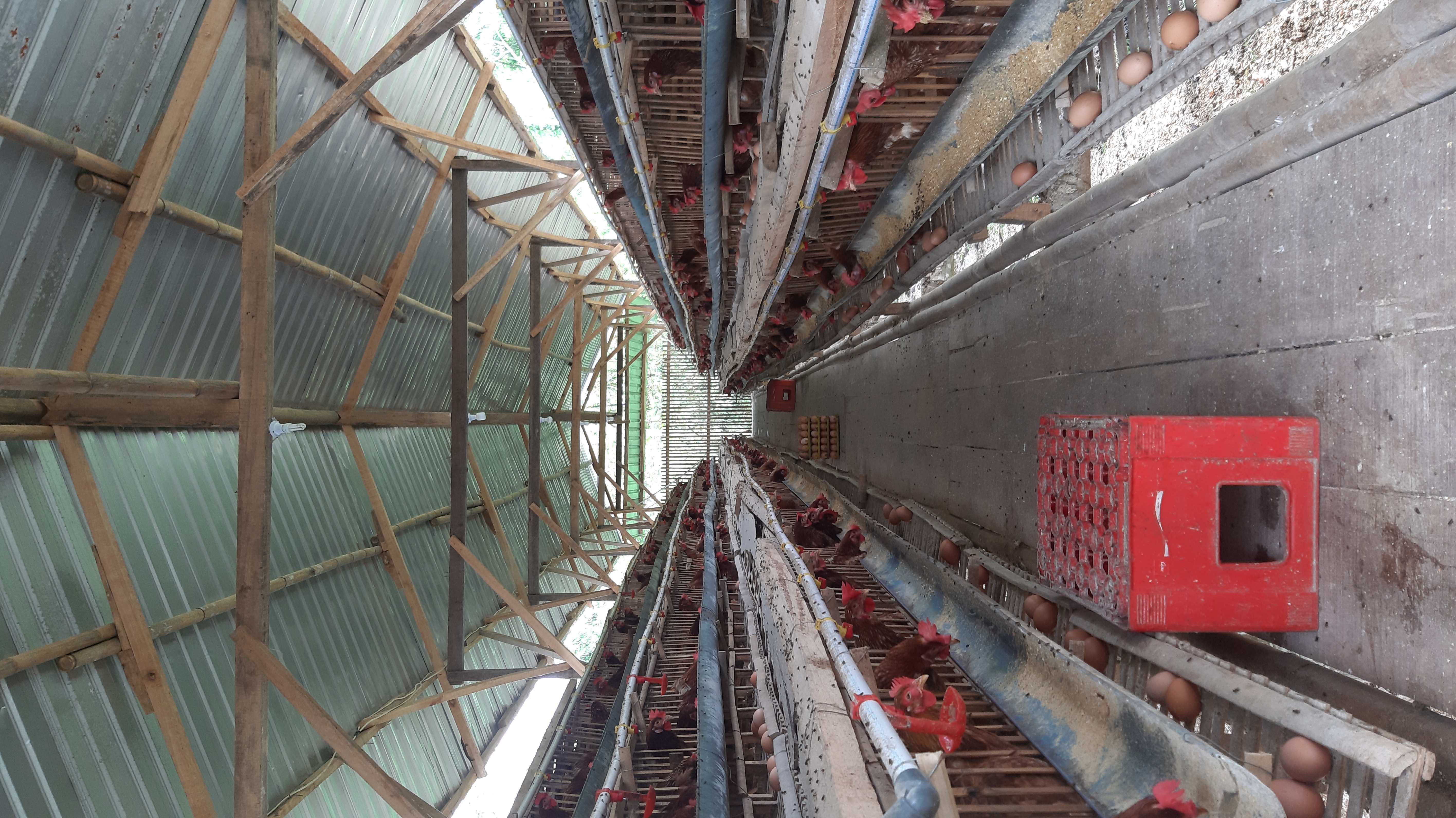 Gurem : Ayam Ras Petelur, Manusia, Resistensi dan Penanganannya