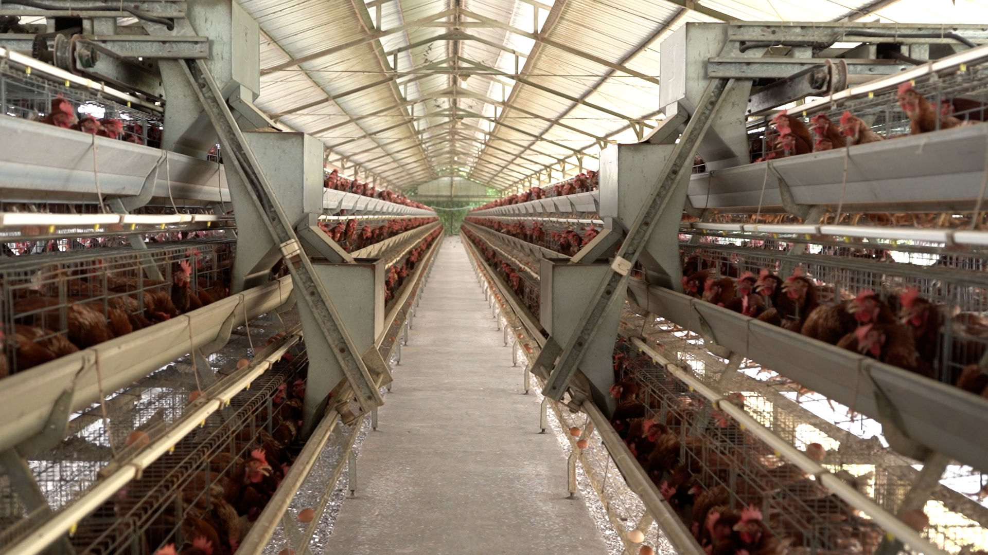 Potret Milenial dalam Wirausaha Perunggasan Nasional