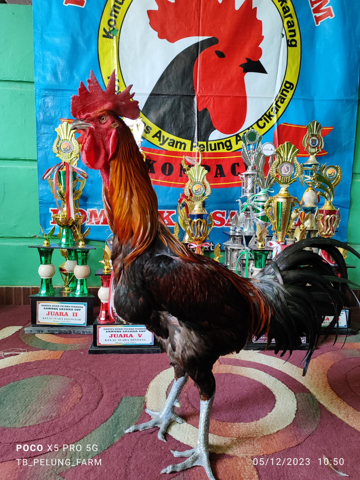 Ayam Pelung Kontes, Ayam Lokal Hias yang Naik Kelas