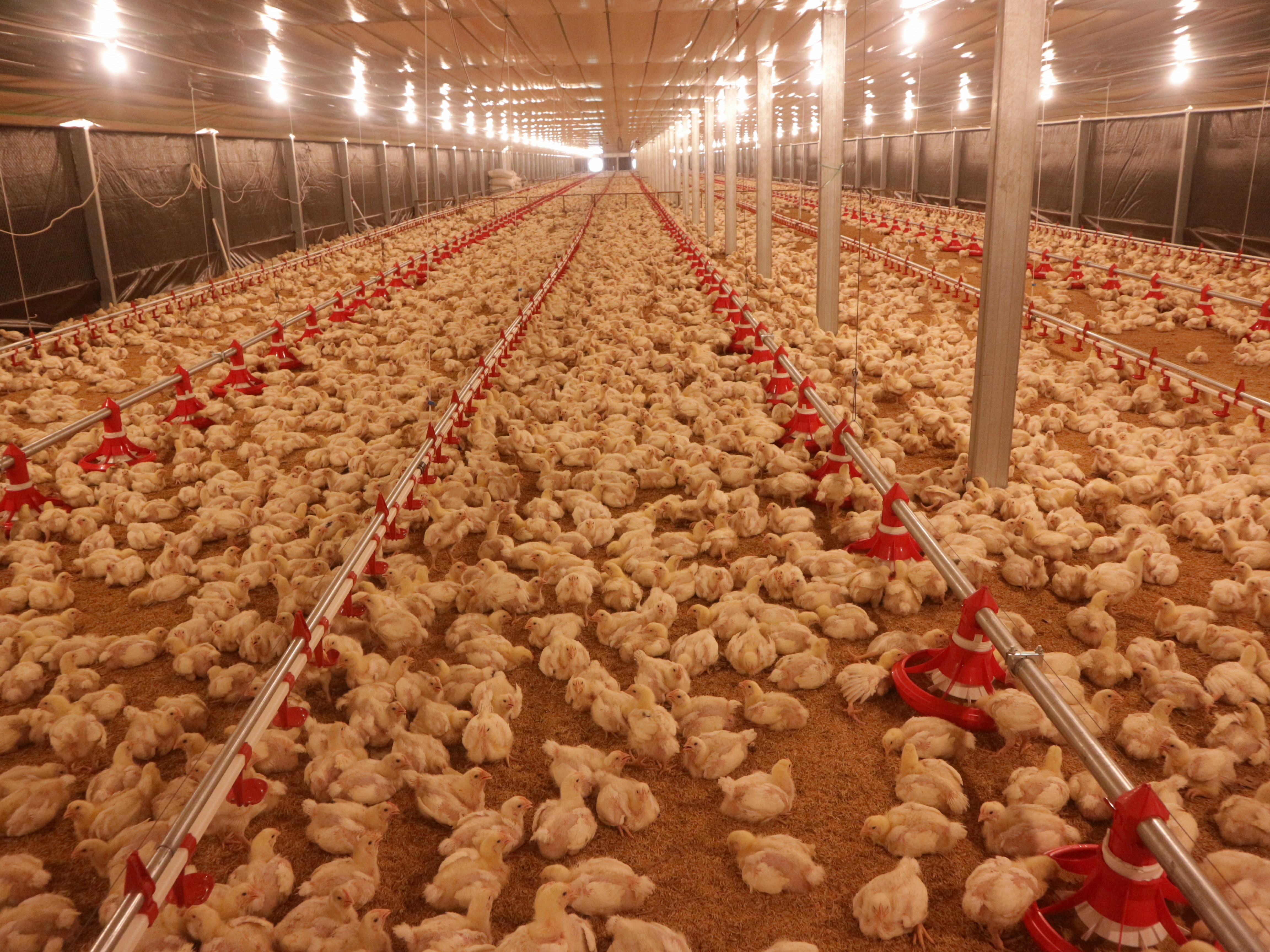 Mengulik Kinerja Usaha Perunggasan Trimester satu tahun 2024, Mimpi pemerintahan baru Pro Peternak