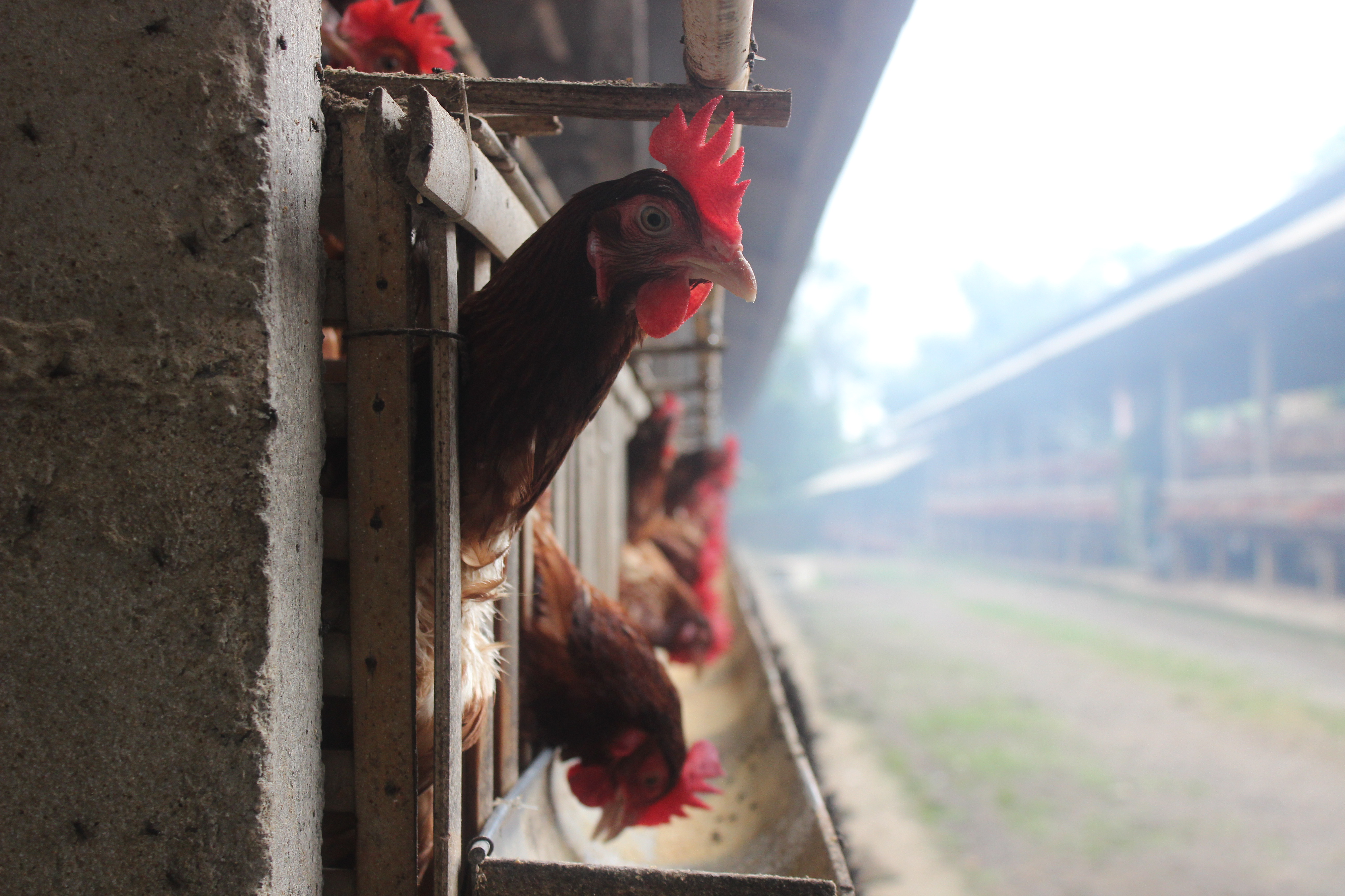Pentingnya Pemantauan Titer Antibodi pada Layer