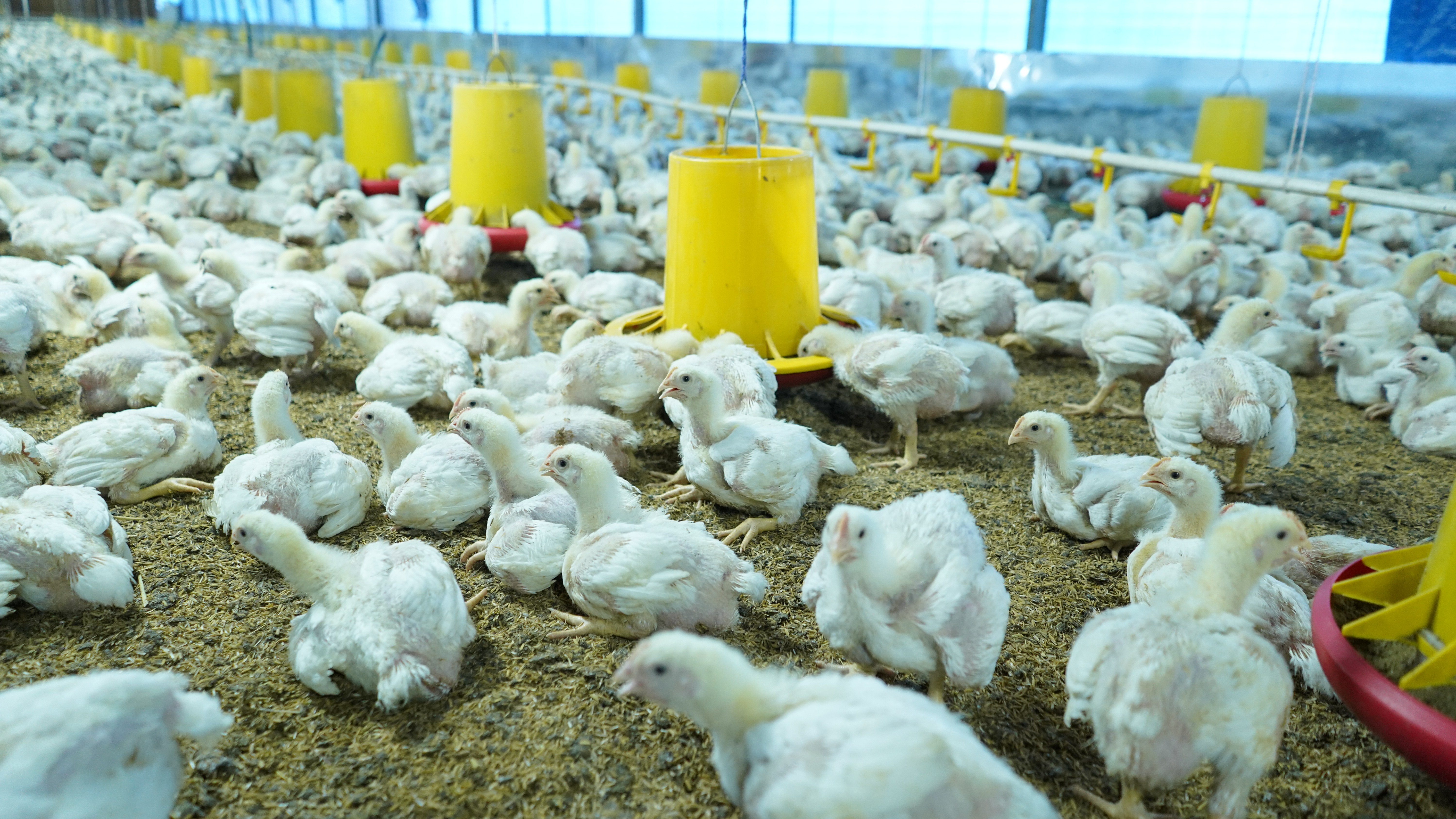 Menilik Bisnis Perunggasan di Tahun 2024