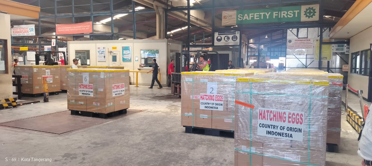 Kali Kedua, Japfa Sukses Ekspor Telur Tetas ke Uni Emirates Arab