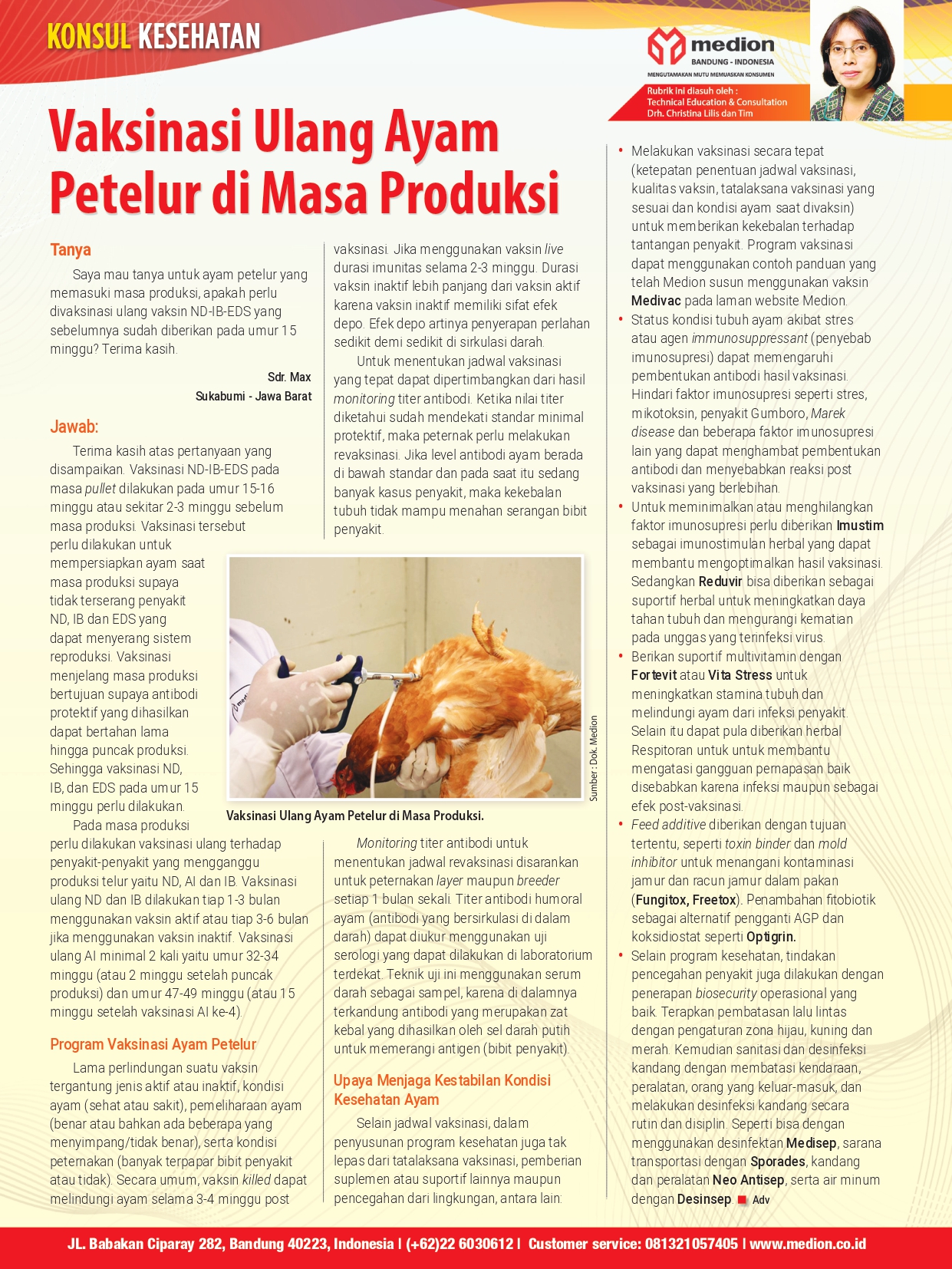 Vaksinasi Ulang Ayam Petelur di Masa Produksi