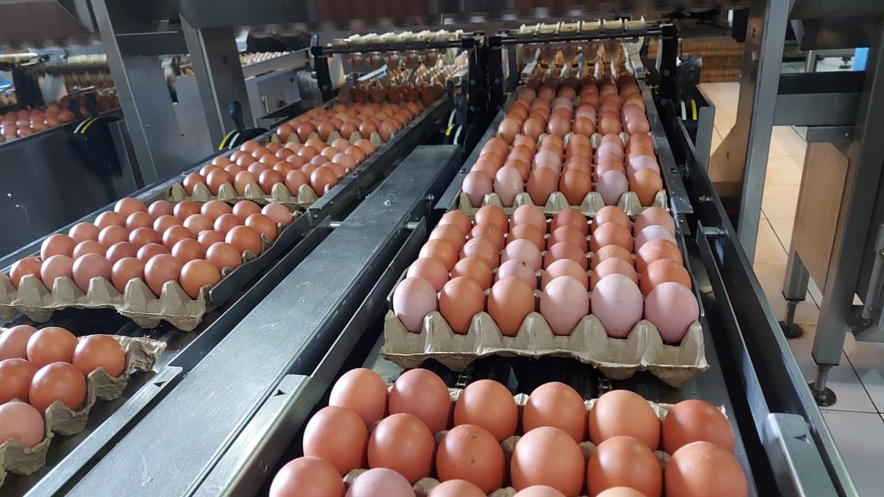 Produksi Telur Nasional Surplus, Indonesia Siap Ekspor