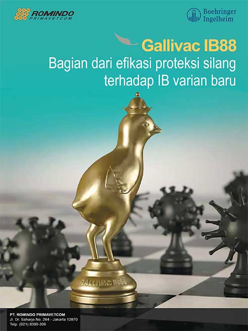 POULTRY-ONLINE-MEI-2025-Romindo