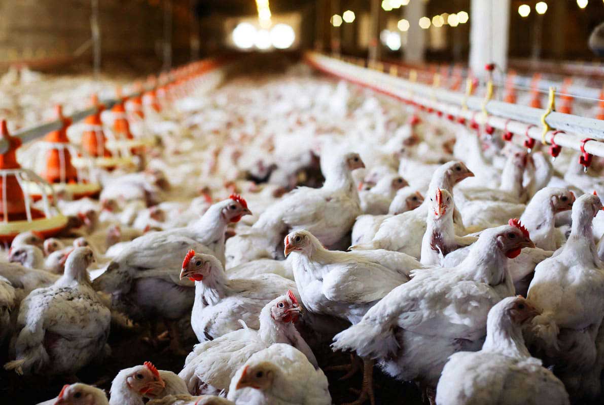 Melihat Kekuatan dan Kelemahan Produksi Daging Unggas Mesir