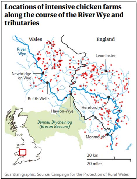 Laporan Ekskresi Nitrogen dan Fosfor pada Industri Perunggasan untuk Menjaga Keberlanjutan Ekologi Inggris