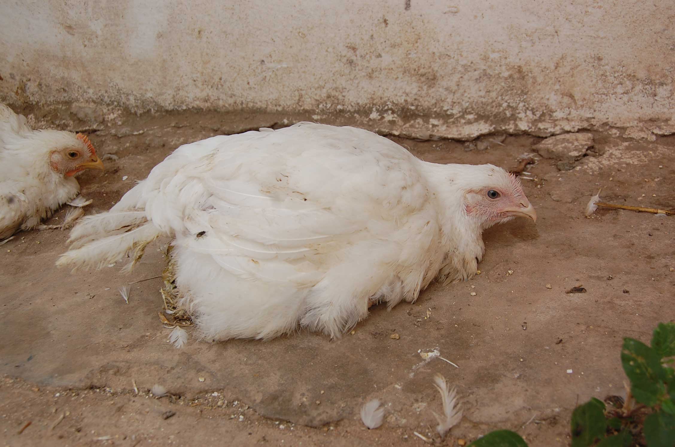 Mewaspadai Ancaman “Newcastle Disease” yang Masih Eksis