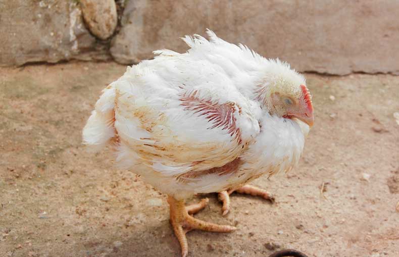 Kolibasilosis: Strategi Penanganan Holistik Jamin Keamanan Pangan dan Kesejahteraan Unggas